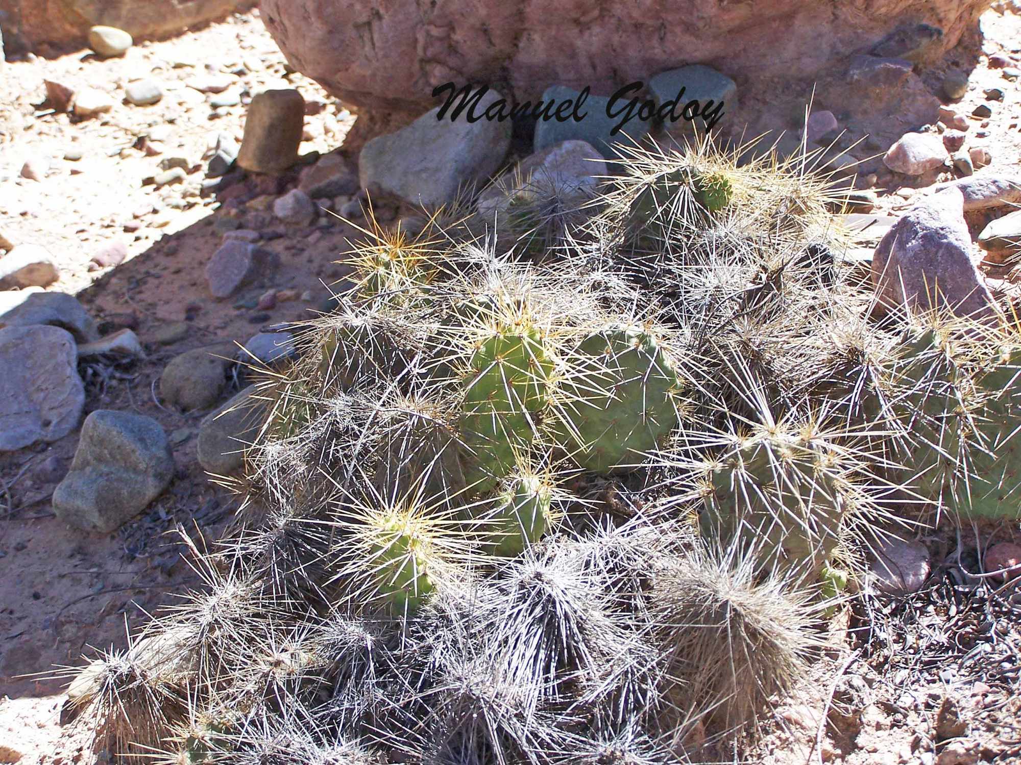 Parodia&nbsp;chysacanthion