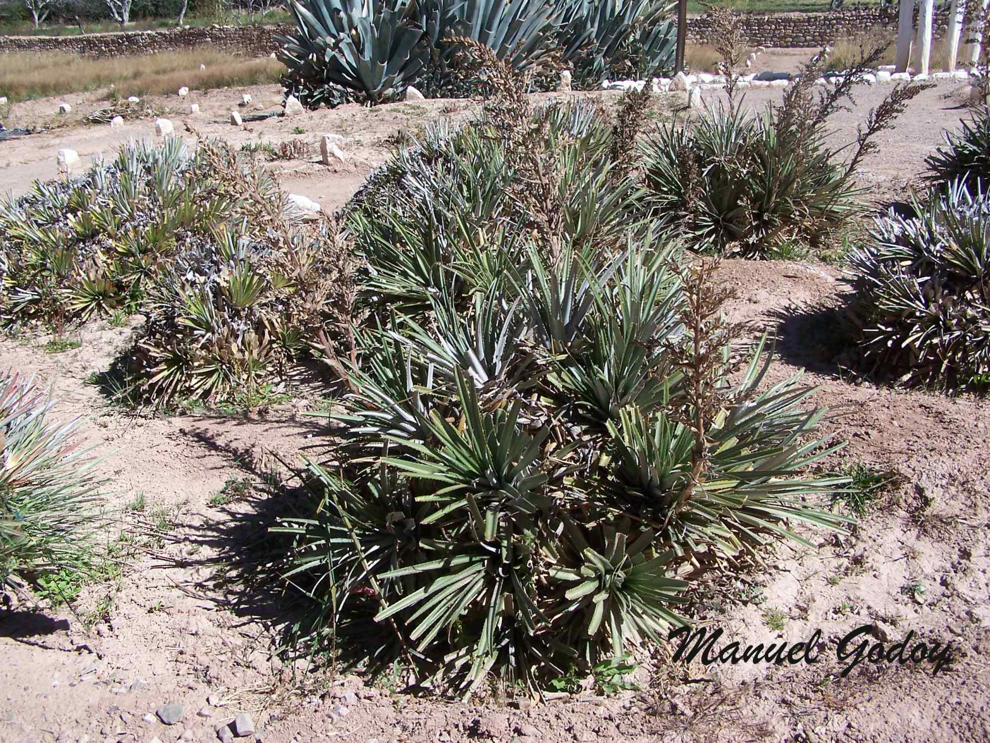 Puya&nbsp;dyckioides