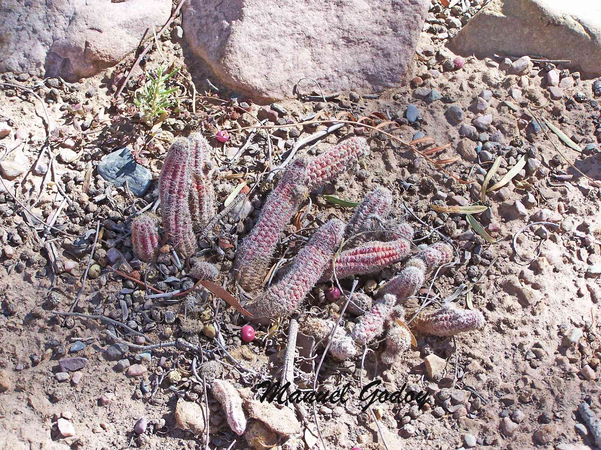 Echinopsis&nbsp;chamaecereus