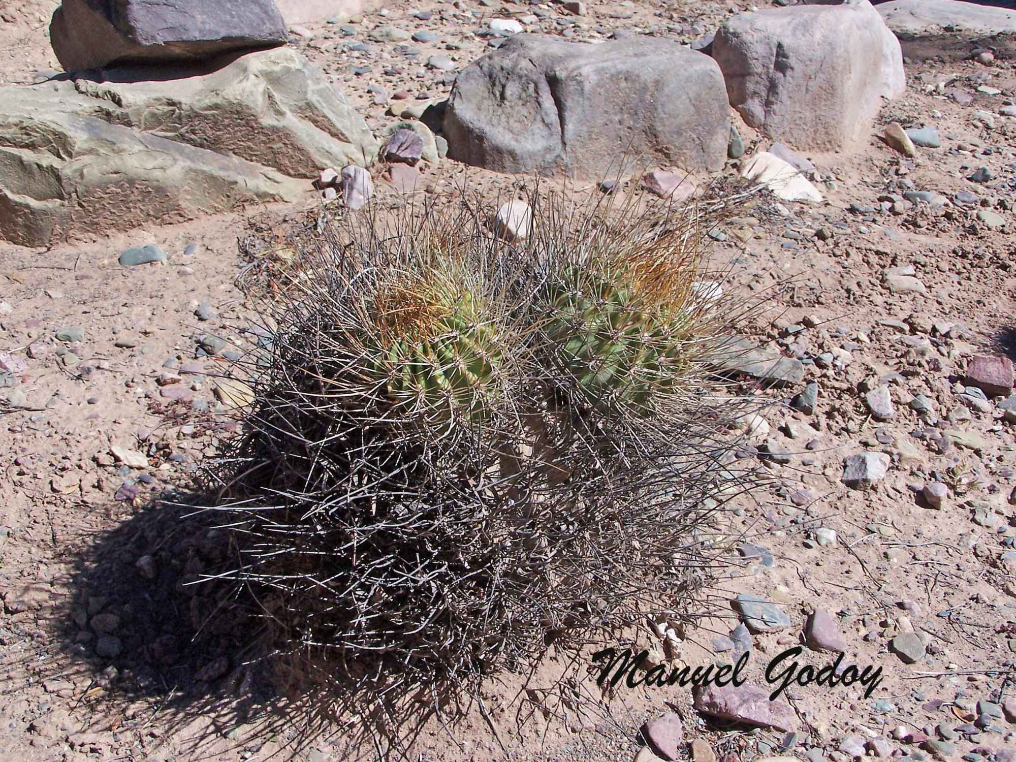 Lobivia&nbsp;densispina