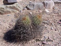  (Lobivia densispina)