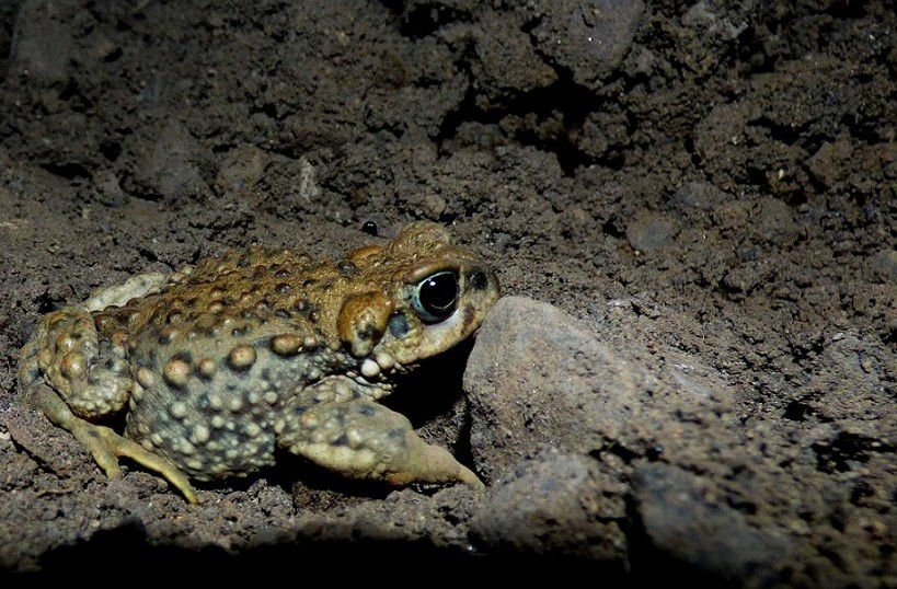 Foto Sapo Espinoso Andino
