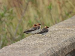 Photo Golondrina Cabeza Rojiza