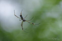 Foto Araña Tejedora Dorada