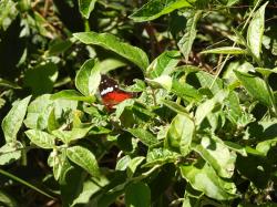 Foto Princesa Roja