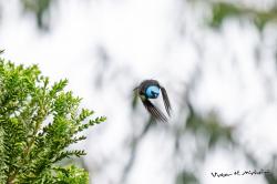 Foto Tangara Cabeciazul