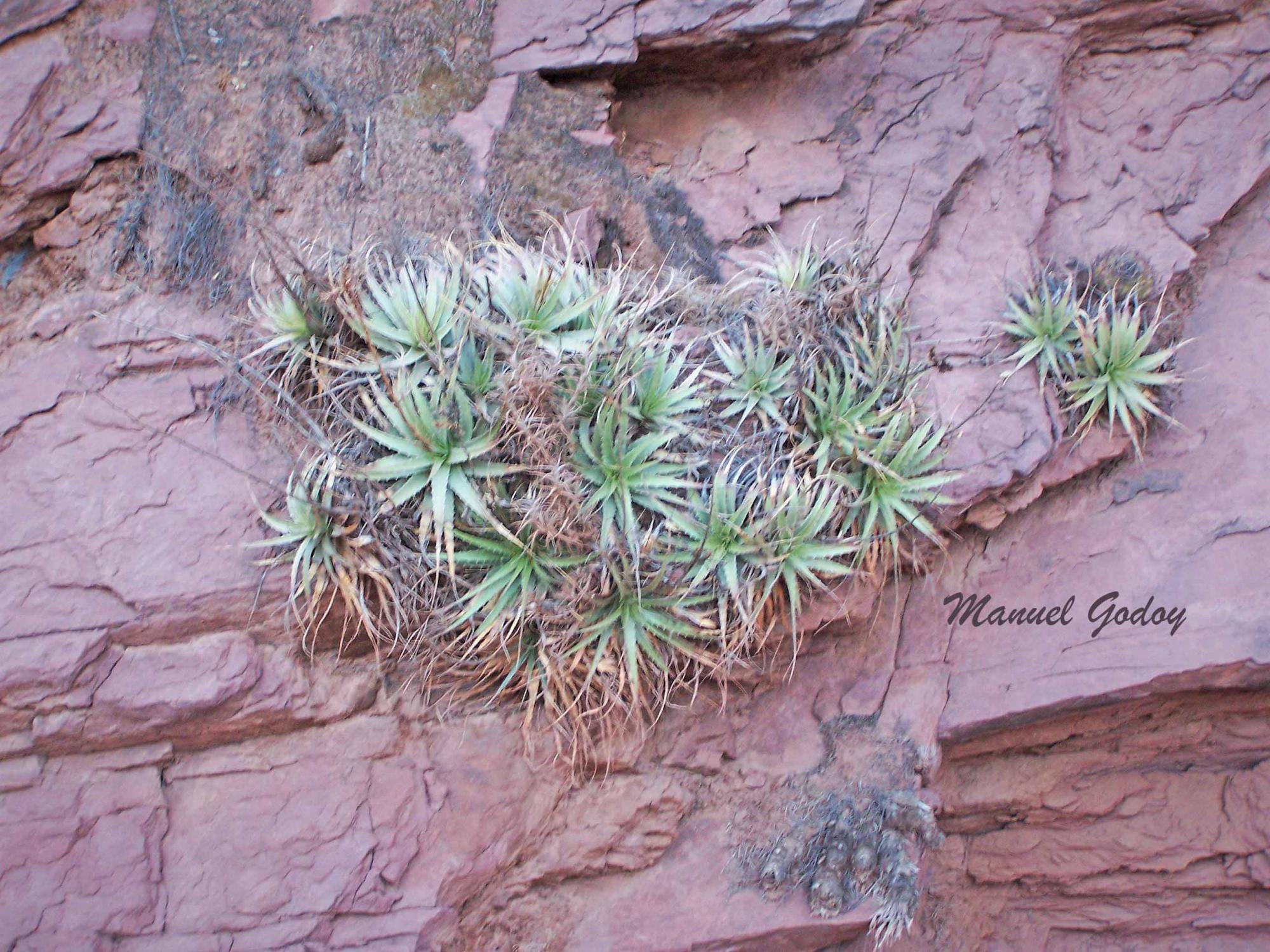 Tillandsia&nbsp;zecheri