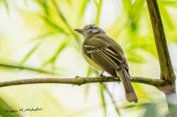 Foto Picochato Grande