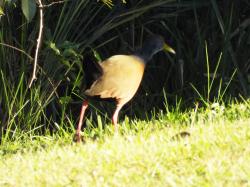 Foto Chiricote