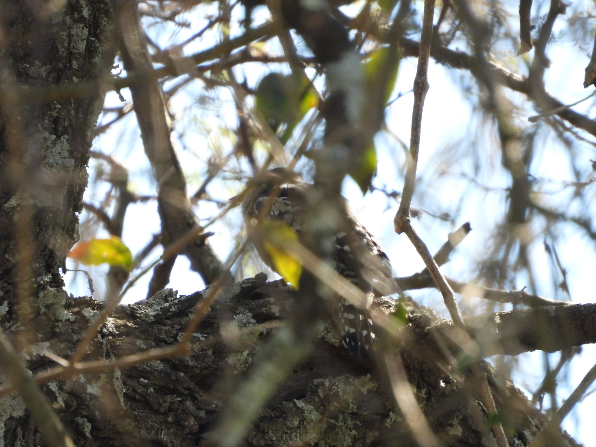 Foto Carpintero del Cardón