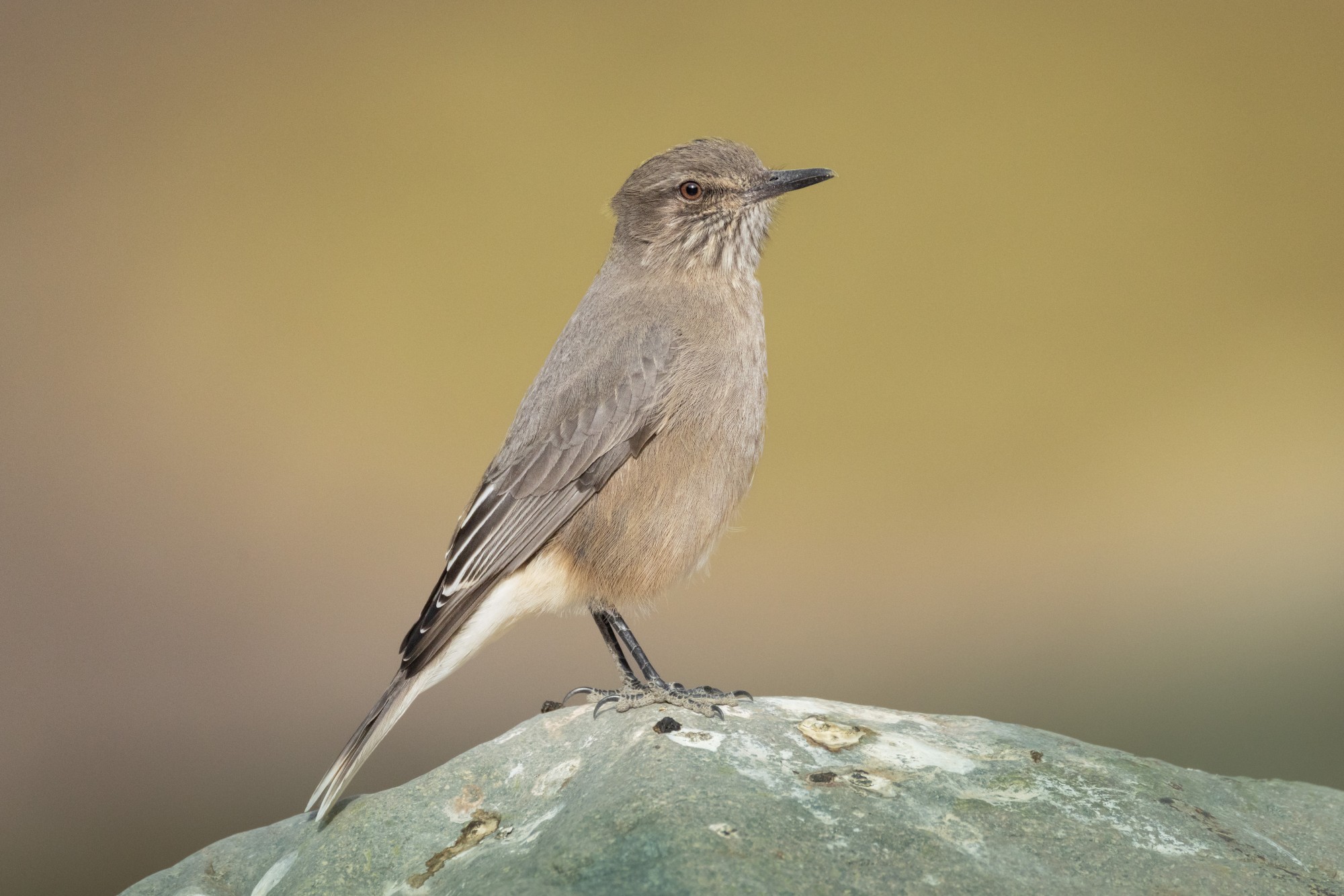Agriornis&nbsp;montanus