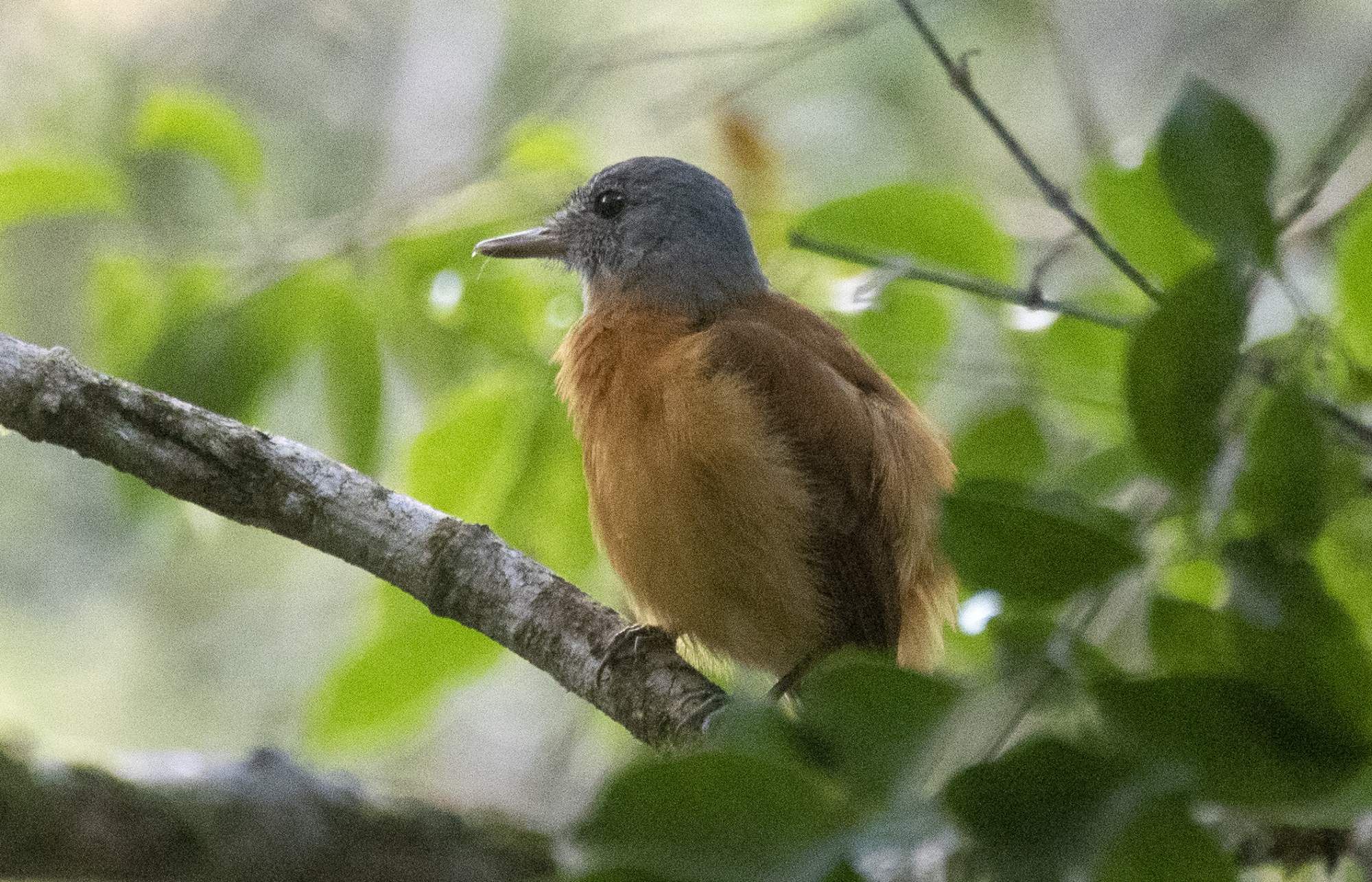 Foto Atila Encapuchado
