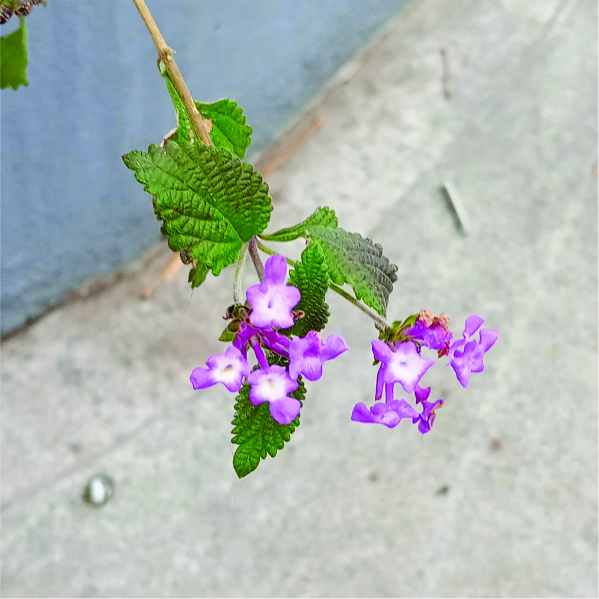 Photo Lantana Morada