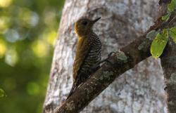 Foto Carpintero Teñido
