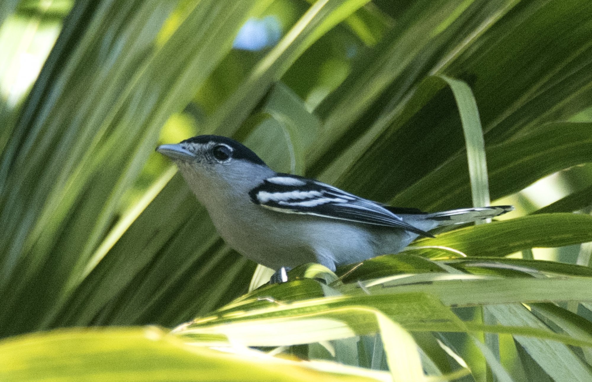 Foto Cabezón Gorrinegro