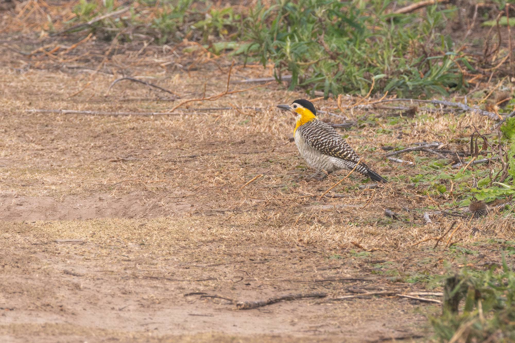 Photo Carpintero Campestre