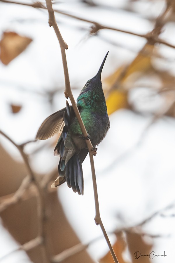 Photo Colibrí Grande