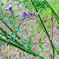 Foto Verbena Amarga