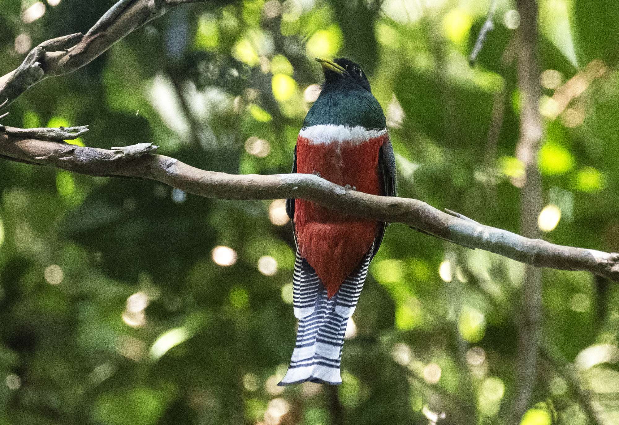 Trogon&nbsp;collaris