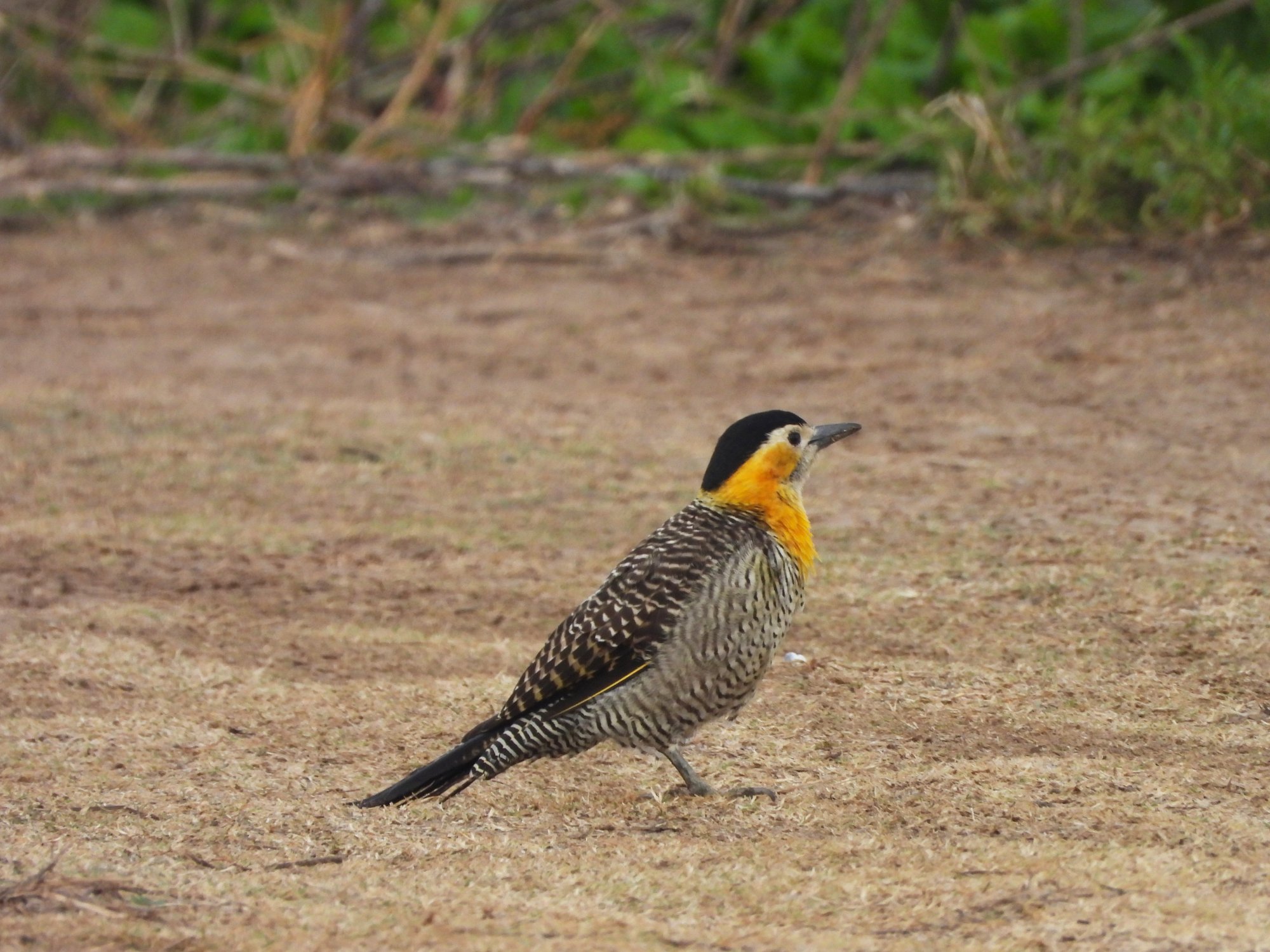 Photo Carpintero Campestre