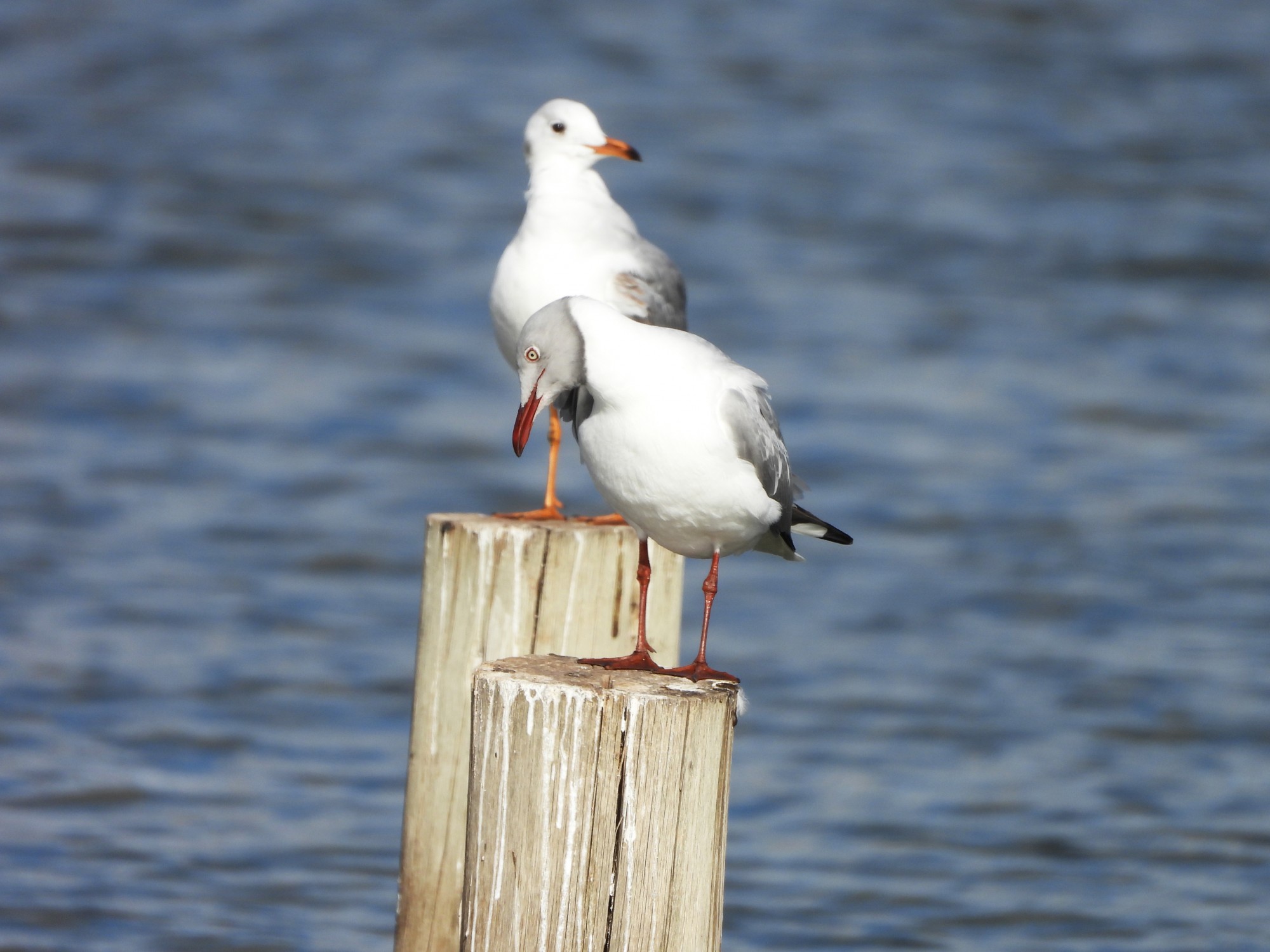 Foto Gaviota Capucho Gris