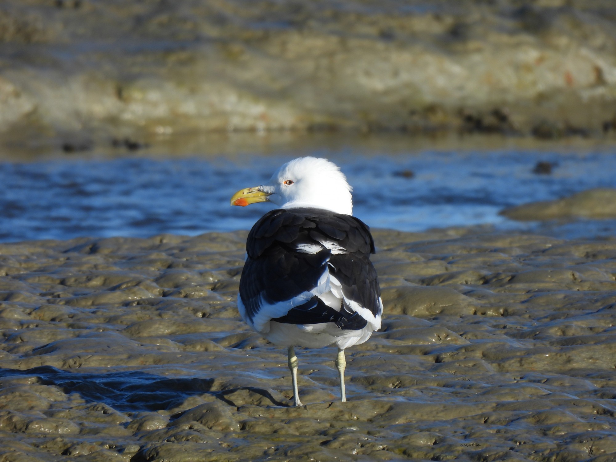 Photo Gaviota Cocinera