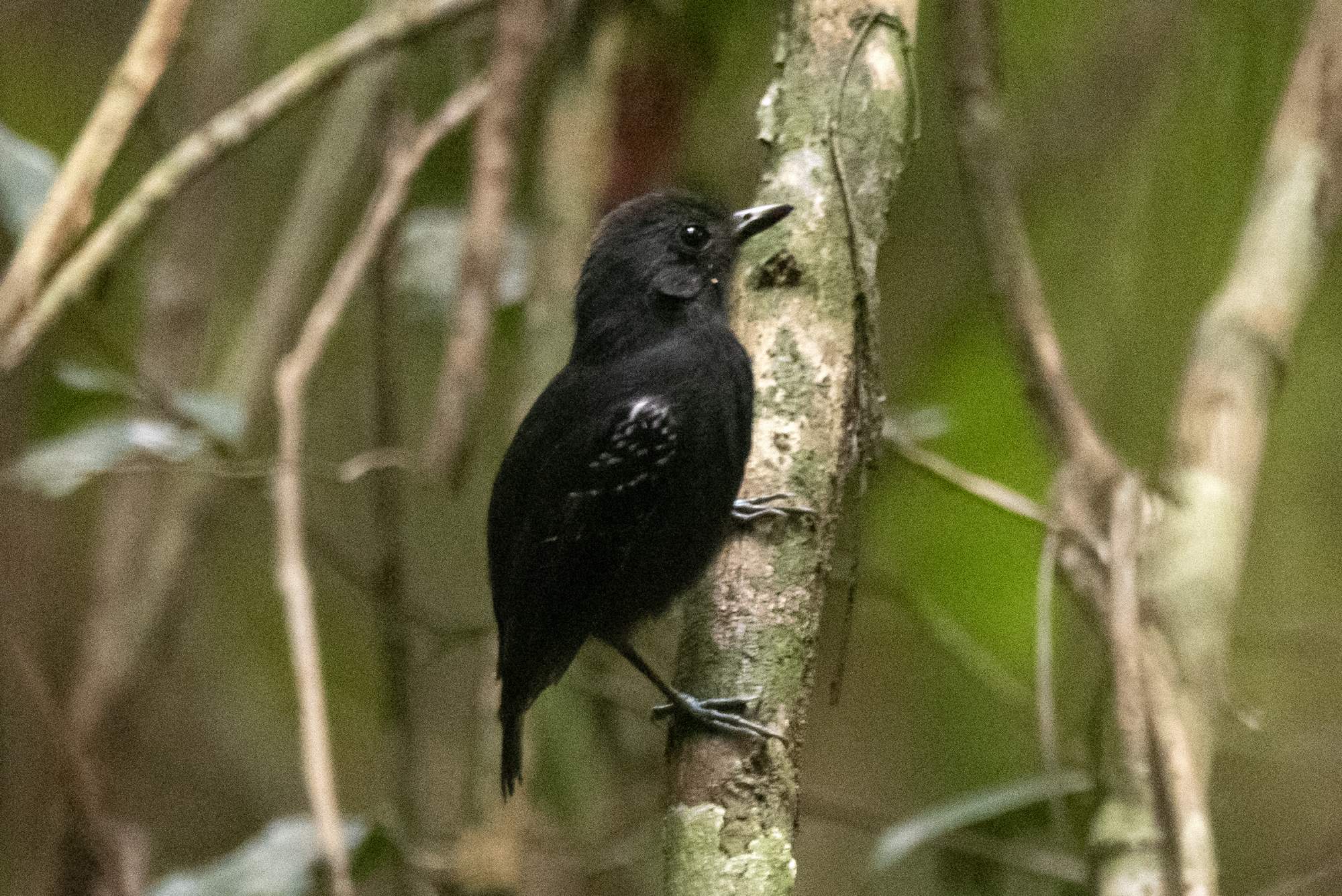 Dysithamnus&nbsp;plumbeus