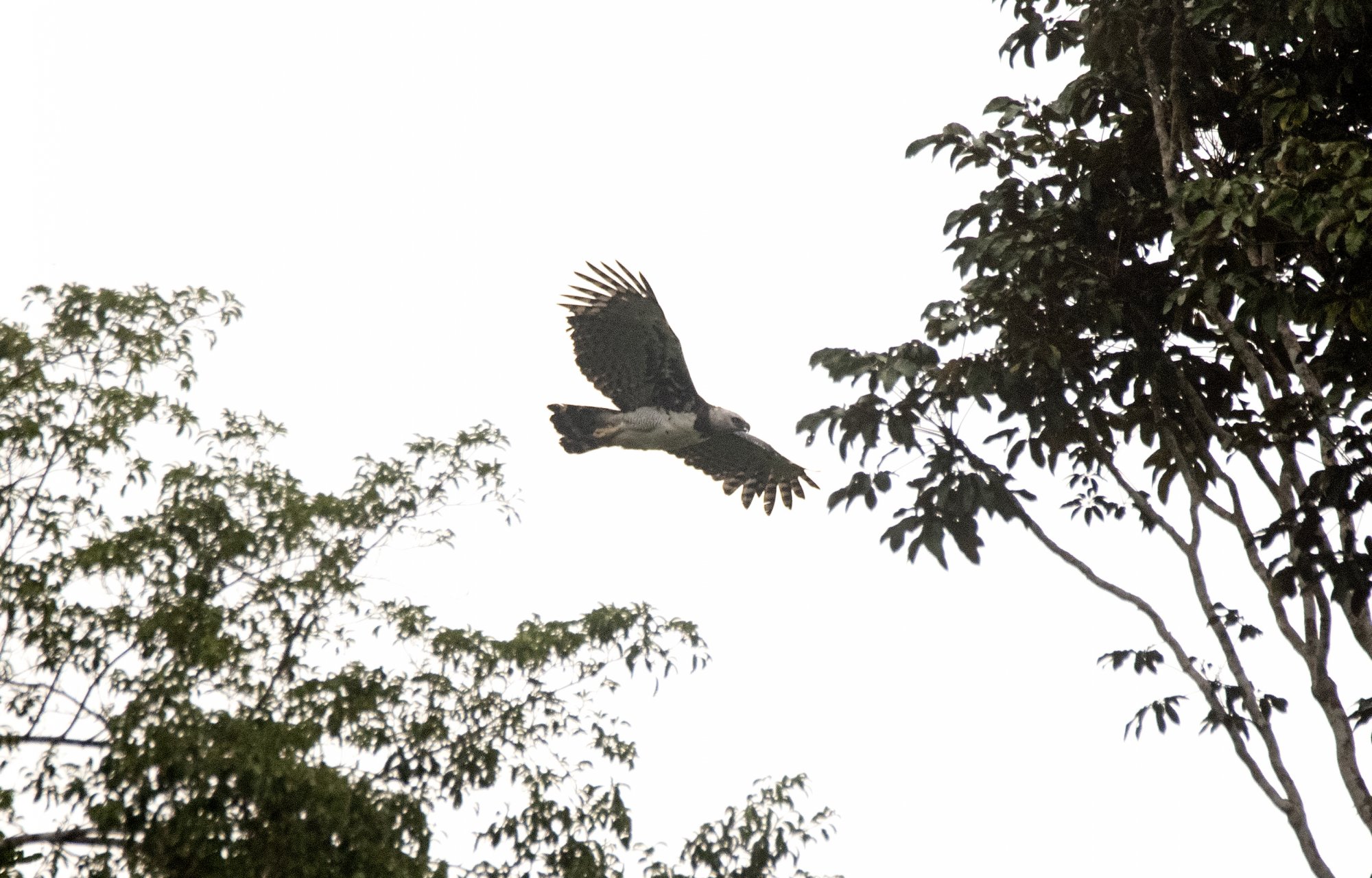Foto Águila Harpía