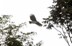 Foto Águila Harpía