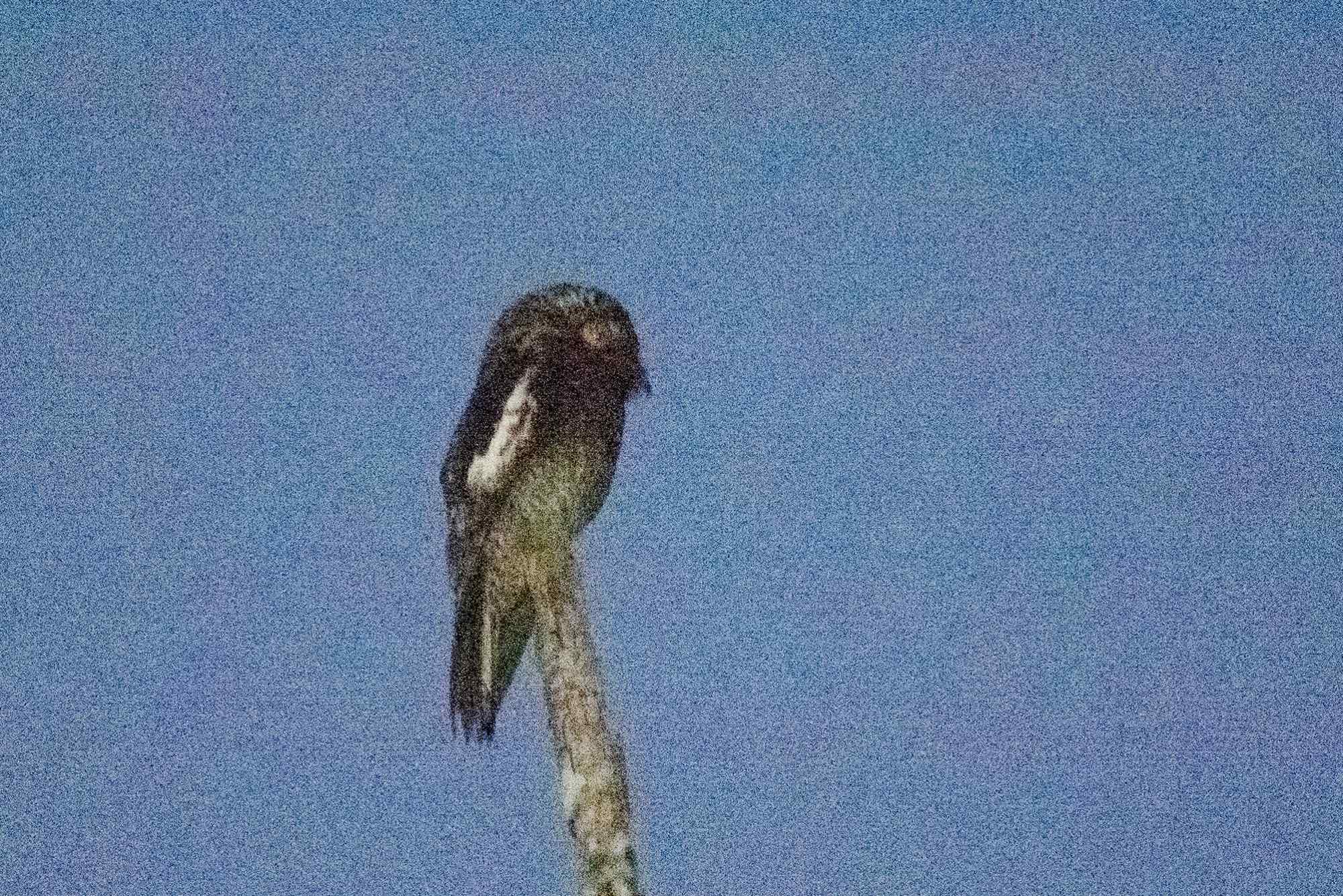 Nyctibius&nbsp;leucopterus
