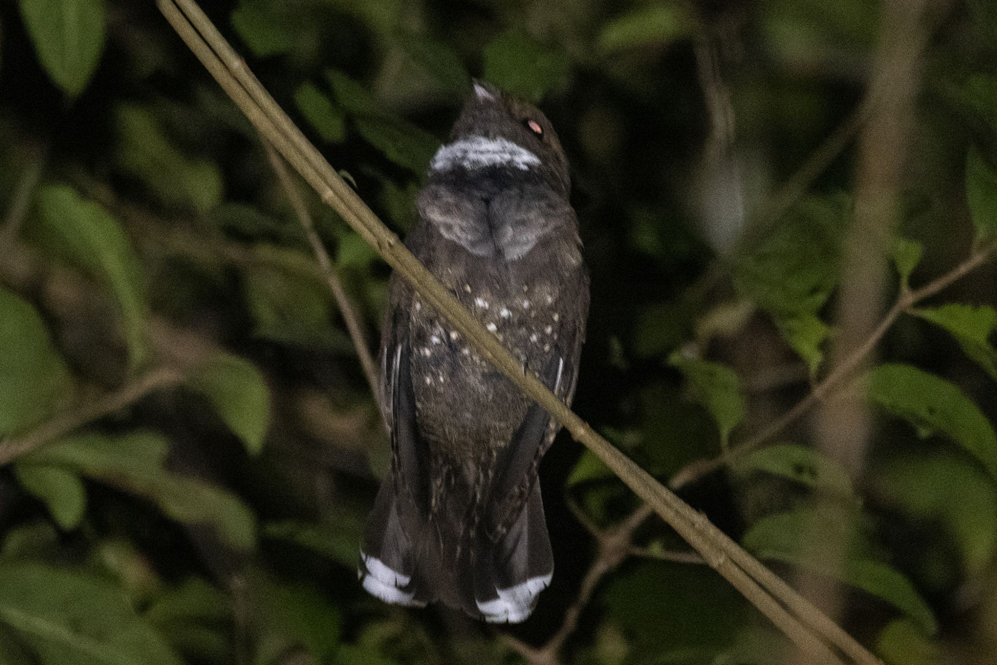 Foto Atajacaminos Ocelado