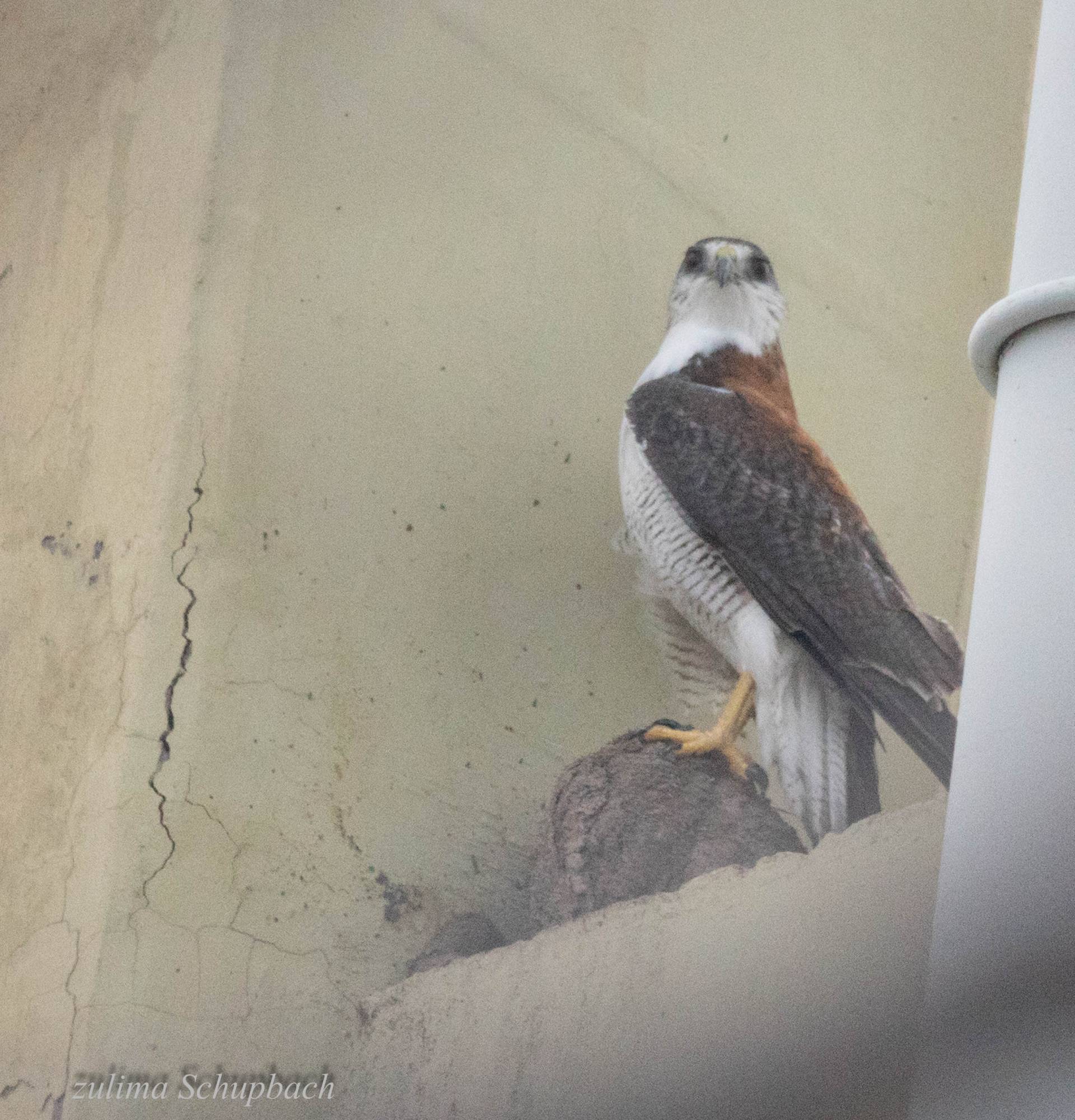 Foto Aguilucho Común