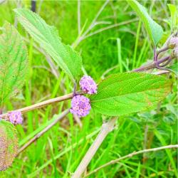 Foto Salvia Morada