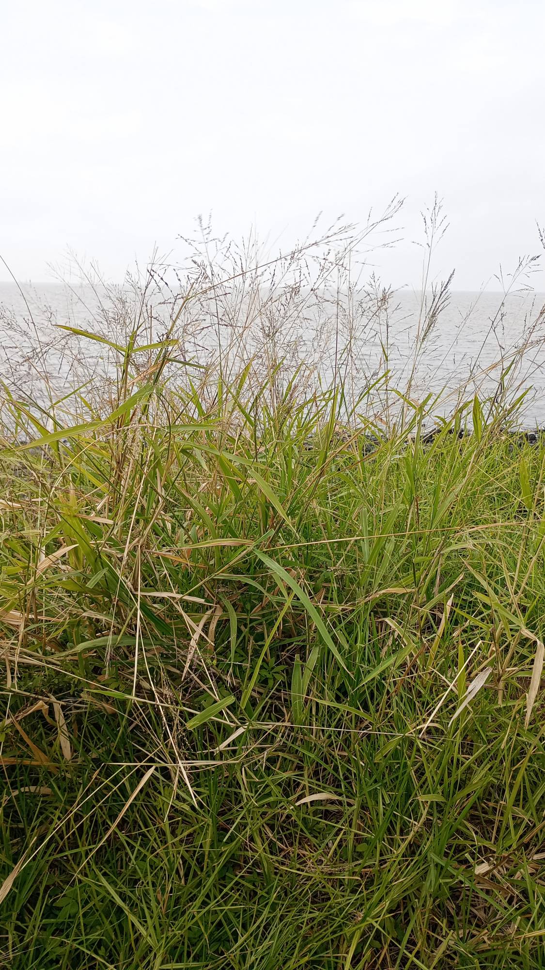 Foto Pasto De Guinea