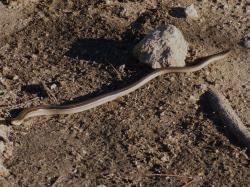 Foto Serpiente de Cristal