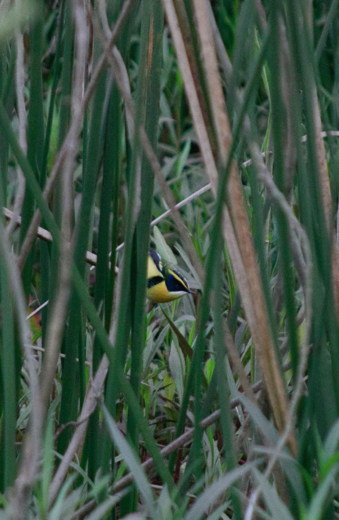 Papa-piri (Tachuris rubrigastra)