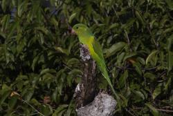 Photo Catita Tirica