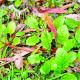 Youngia japonica