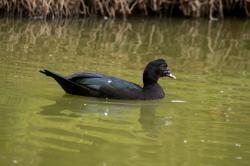 Foto Pato Real