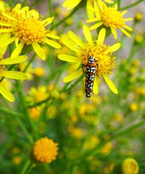 Foto Oruga del Ailanthus