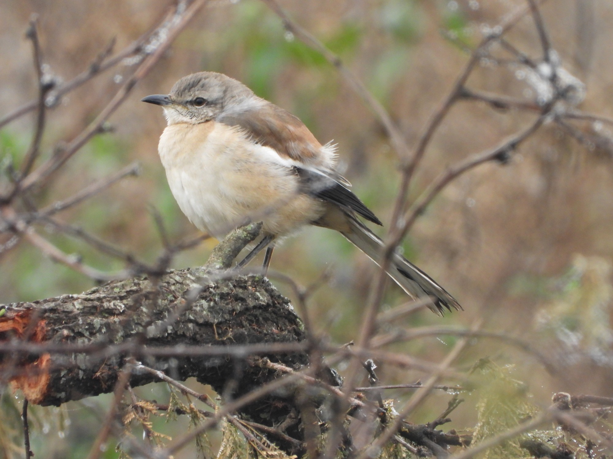 Photo Calandria Real