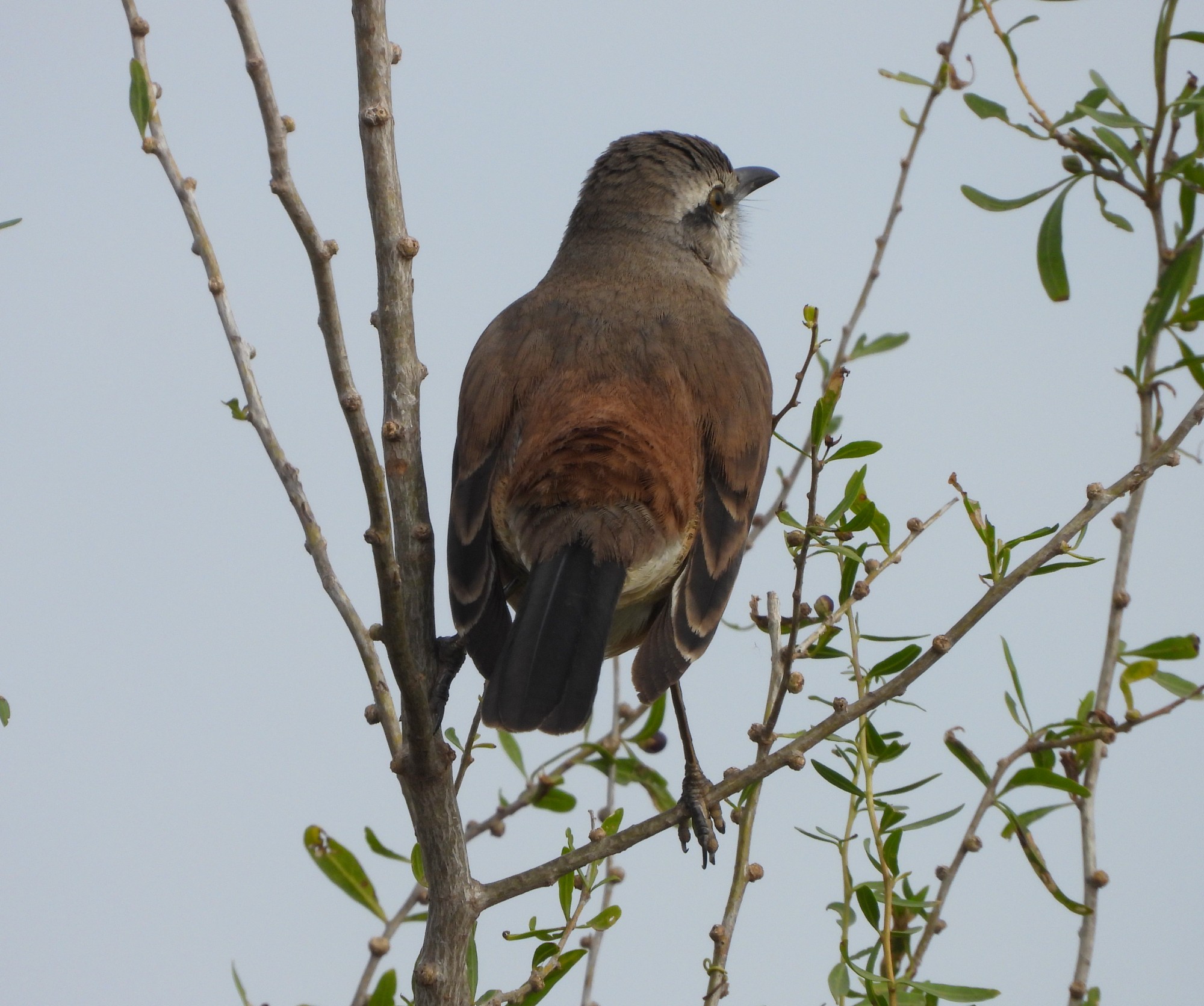 Photo Calandria Grande