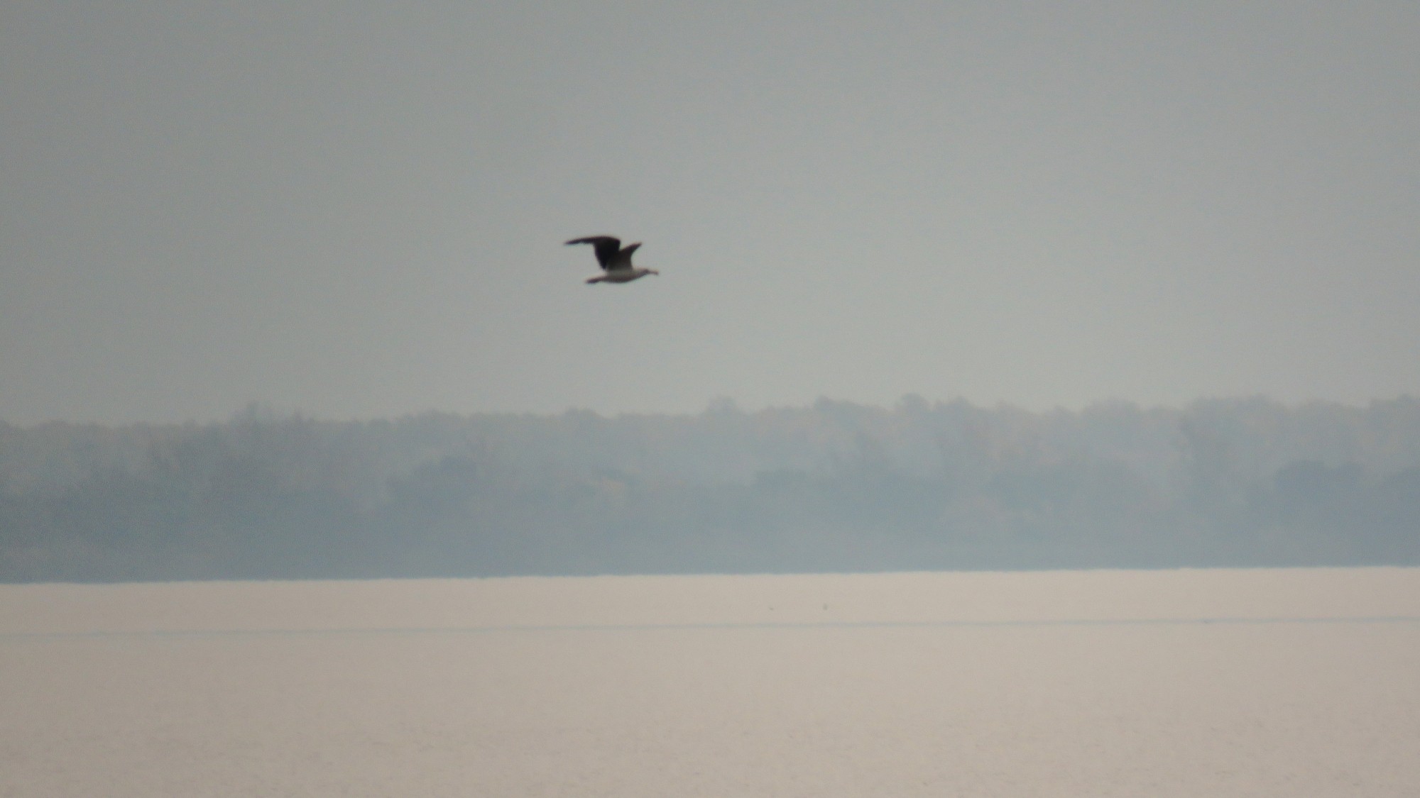 Foto Gaviota Cocinera