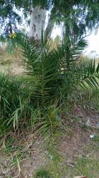 Photo Palmera Canaria