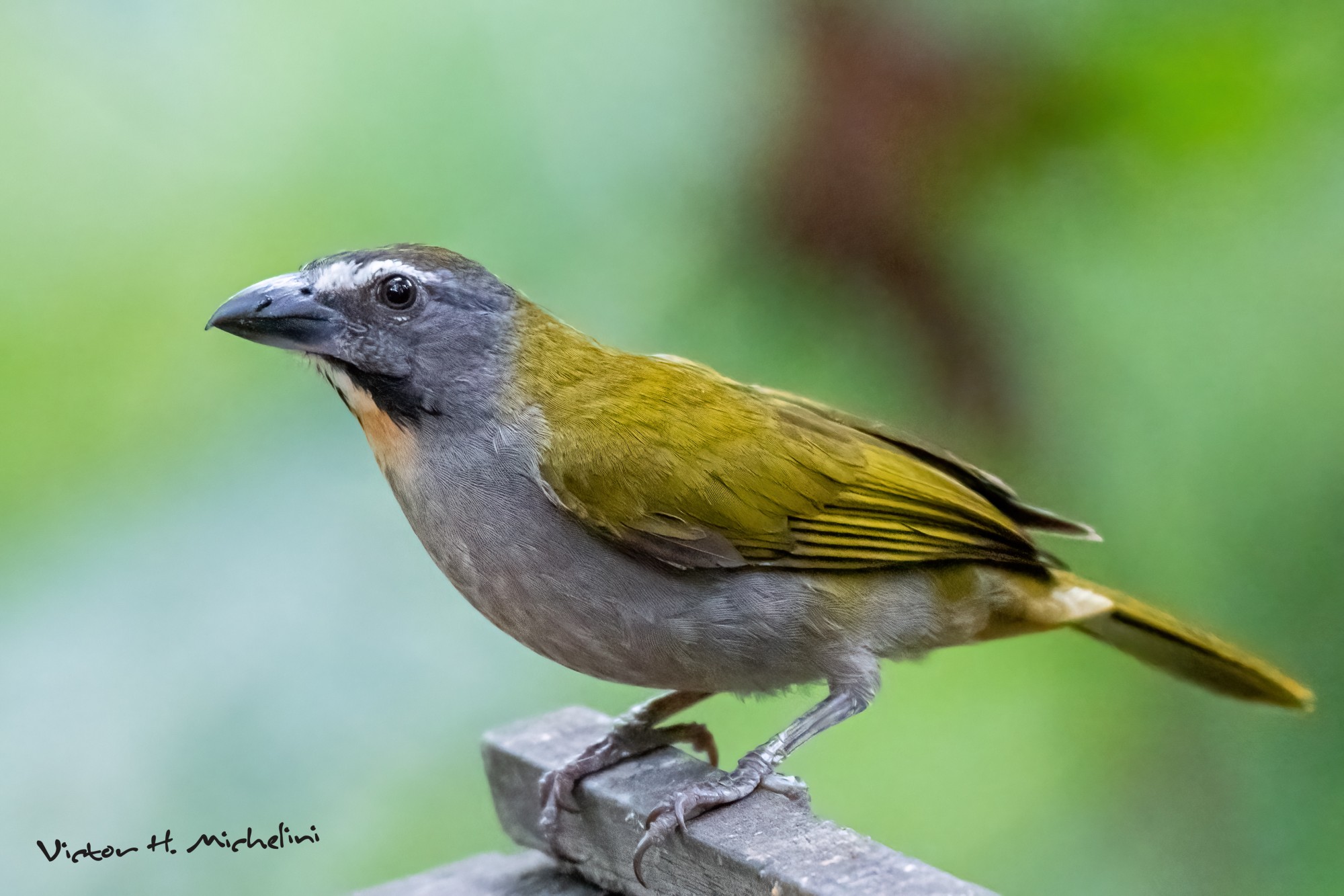 Photo Pepitero Garganta Canela