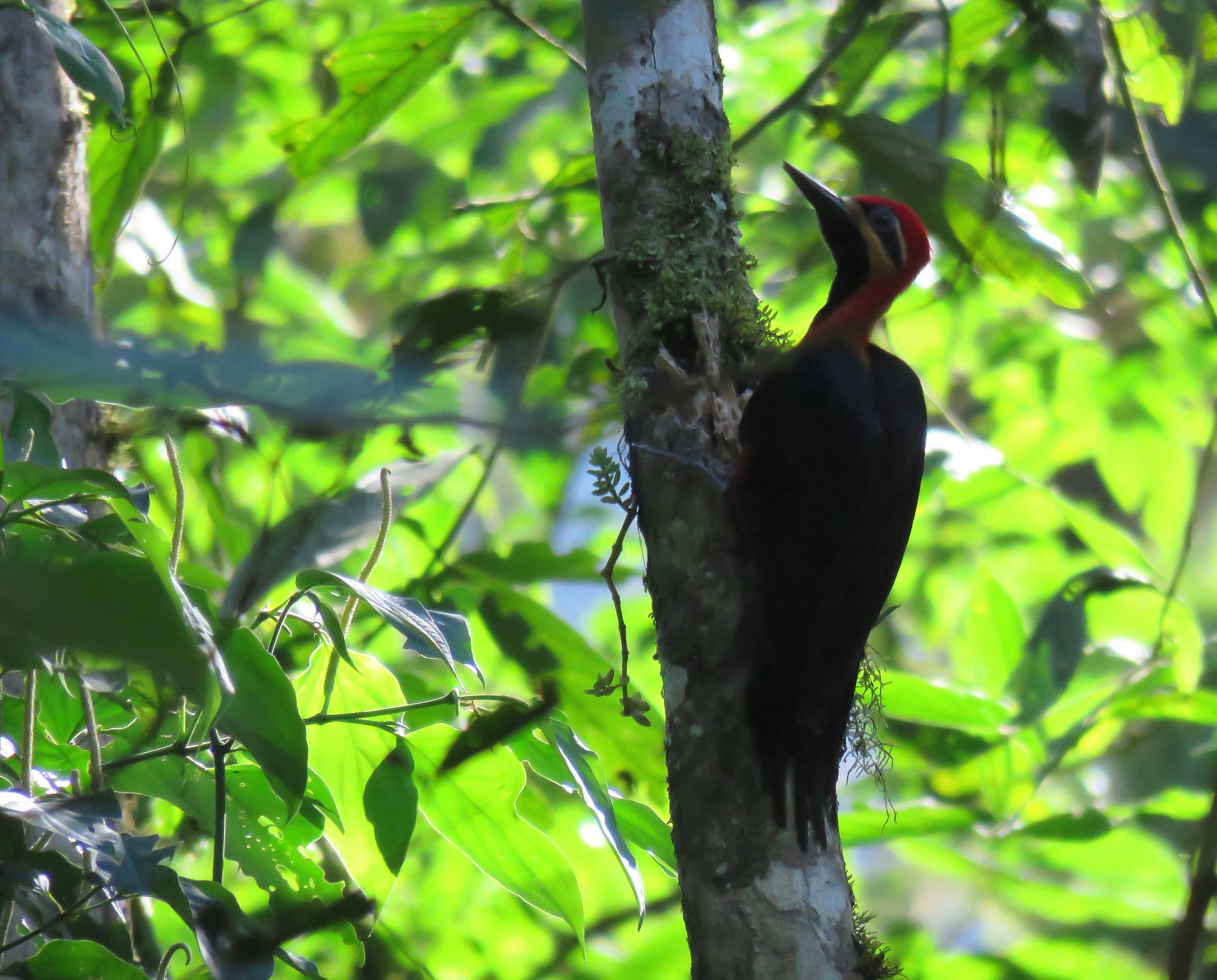 Campephilus&nbsp;haematogaster
