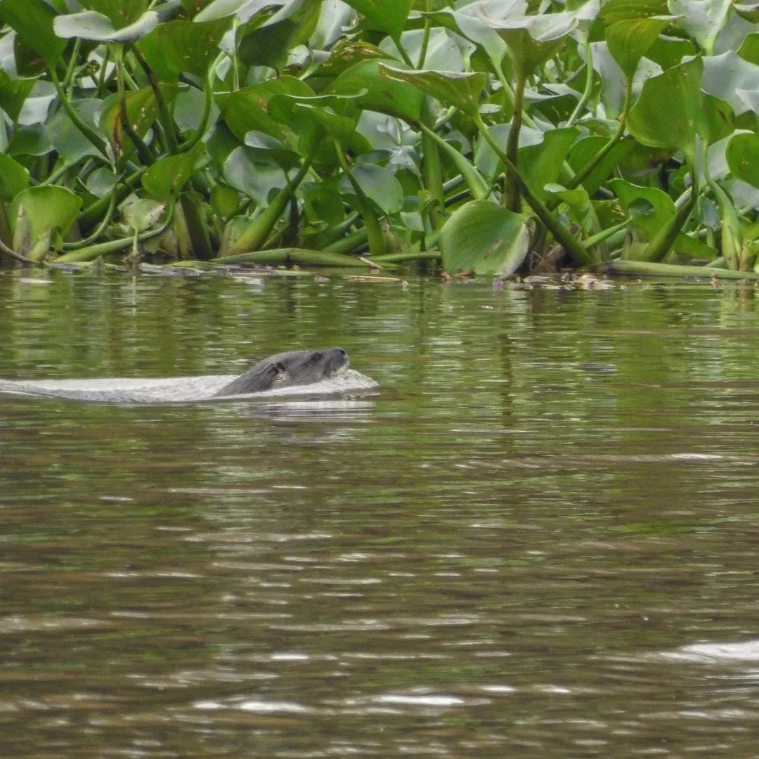 Foto Lobito de Río