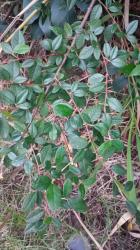 Photo Cotoneaster