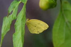 Foto Limoncito Dos Puntos