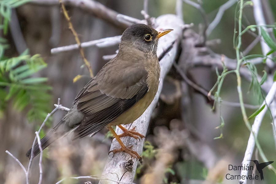 Zorzal Patagónico (Turdus falcklandii)